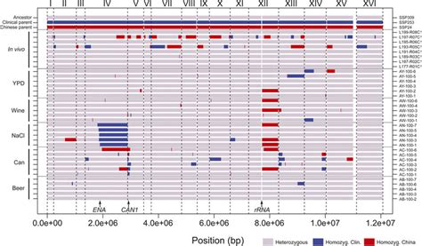 Image result for Compass 2020