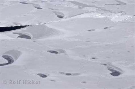 Toradh íomhá ar Polar Ice Arctic