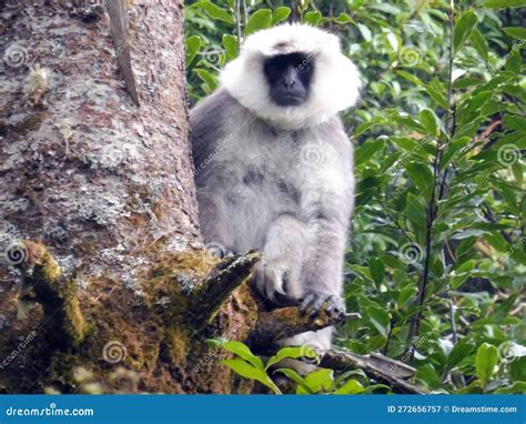 Toradh íomhá ar Jungle Village Monkeys