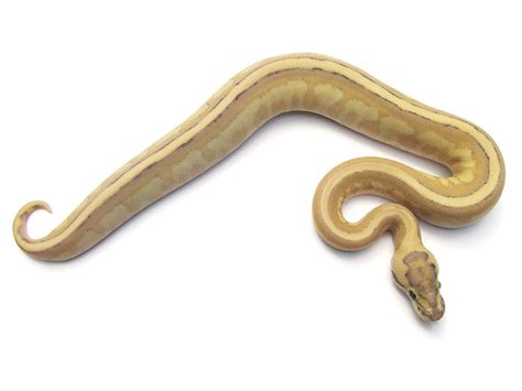 Résultat d’images pour Lesser Specter Ball Python
