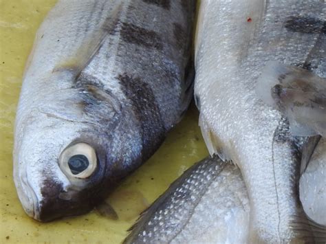 Image result for Striped Flounder Fish