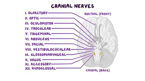 Cranial Nerves II に対する画像結果
