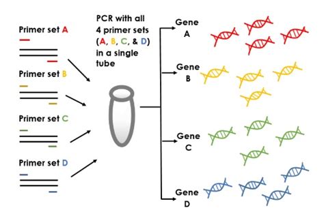 Image result for Types of PCR