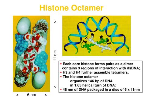 Image result for Histone Modification Chromatin Function