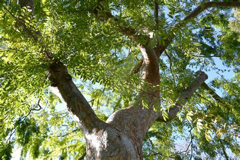 Image result for Random Tree