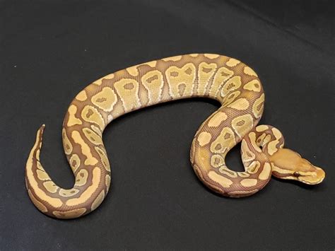 Carball Python に対する画像結果