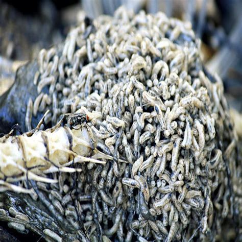 Death Python に対する画像結果