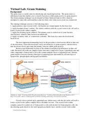 Image result for Gram Stain Virtual Lab