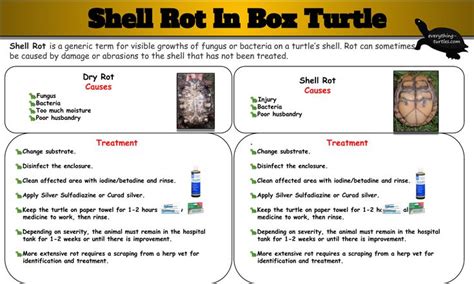 Toradh íomhá ar Box Turtle with Shell Rot