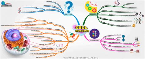 Afbeeldingsresultaten voor Cell Structure Mind Map