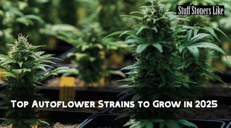 Image result for Autoflower Strains