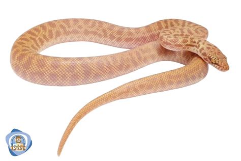 Stimson's Python に対する画像結果