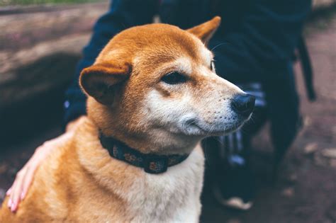 Image result for Pet Dogs Animal