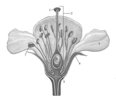 Plum Flower Disection に対する画像結果