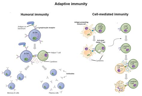 Image result for Humroal Immunity Complement