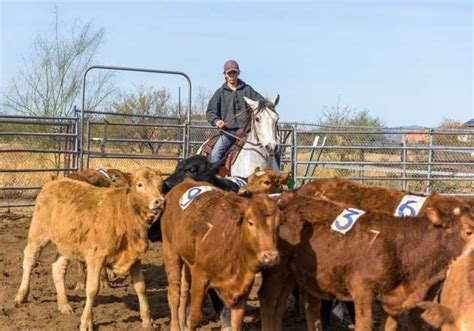 Image result for Horseback Sorting Cattle
