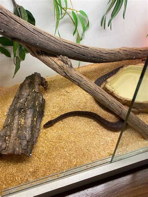 Image result for Stimson Python Enclosure