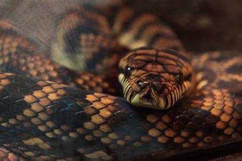 Image result for Scrub Python 4 Foot