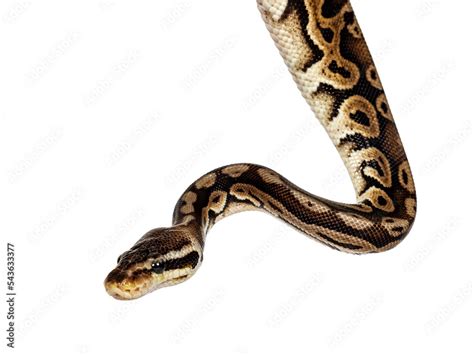 Image result for White Ball Python Background HD
