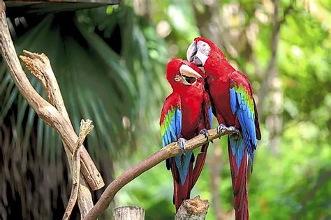 Image result for Amazon Rainforest Animals