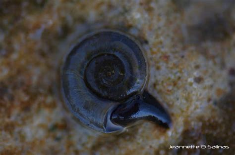 Planorbidae に対する画像結果