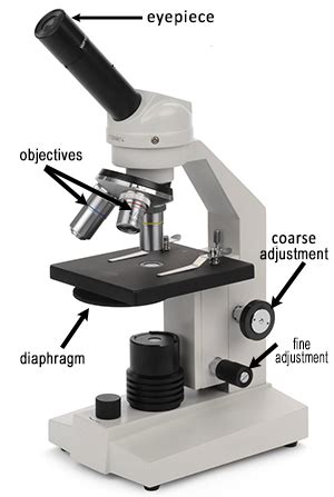 Image result for Human Cheek Cell Microscope