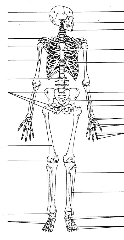 Toradh íomhá ar Skeleton Anatomy Blank