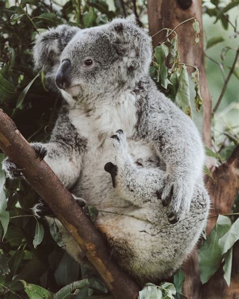 Koala Sitting in Tree No Background に対する画像結果