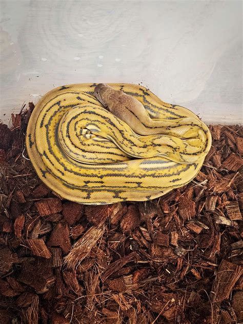 Toradh íomhá ar Platinum Python