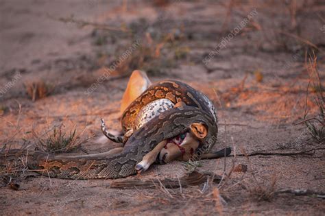 Afbeeldingsresultaten voor Python Impala