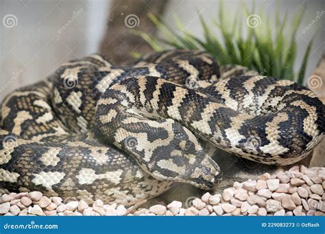 Toradh íomhá ar Prey Python