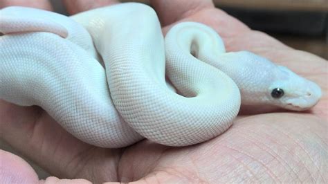Image result for White Banded Python