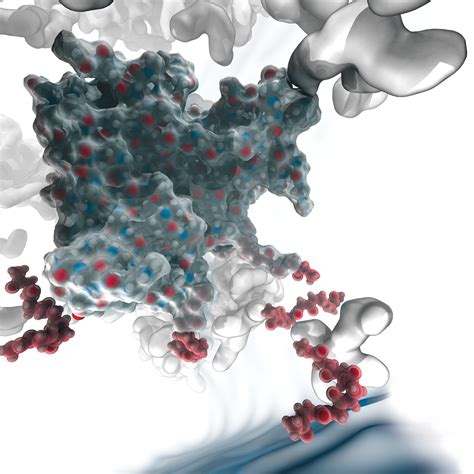 Afbeeldingsresultaten voor Protein Backbone Structure