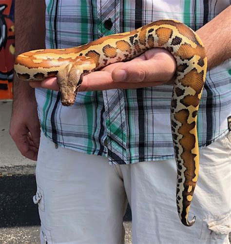 What Is a Matrix Blood Python に対する画像結果