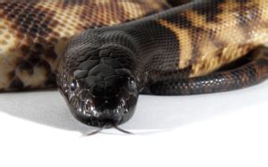 Image result for Bkack Headed Python