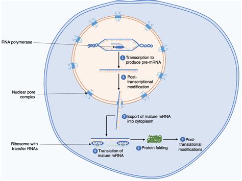 Toradh íomhá ar Protein Biosynthesis