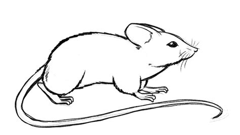 Computer Mouse Drawing 2D Line Art के लिए छवि परिणाम