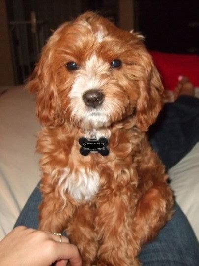 Image result for Full-Grown Cavapoo Dogs Red