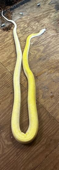 Image result for Ivory Reticulated Python