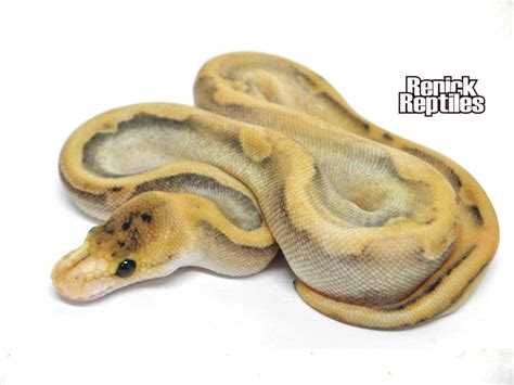 Enchi Royal Python に対する画像結果