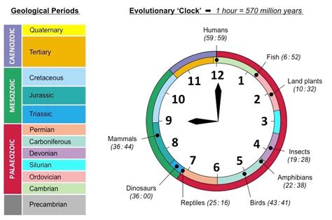 Image result for Geologic Time Scale Humans
