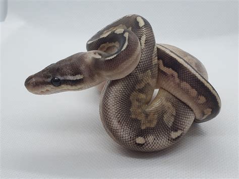 Image result for Ghi Axanthic Ball Python