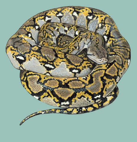 Image result for Python Reticulatus Jampeanus