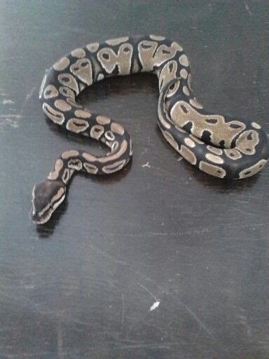 Toradh íomhá ar Ball Python Markings