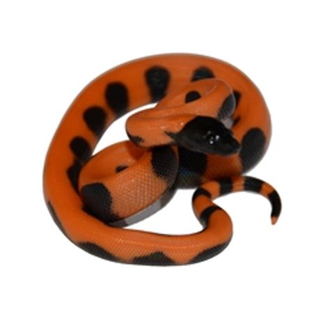 Image result for Ivory Blood Python