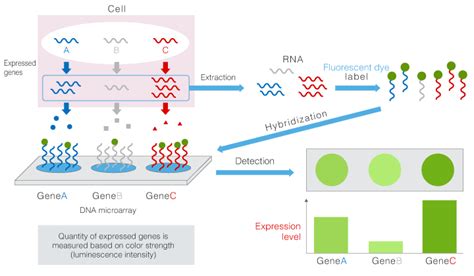 DNA Microarray Hybridization に対する画像結果