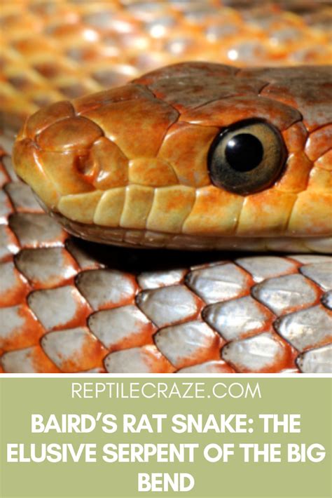 Image result for Ghi Axanthic Ball Python