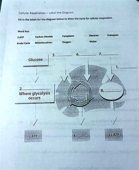 Image result for Cellular Respiration Diagram and Labels