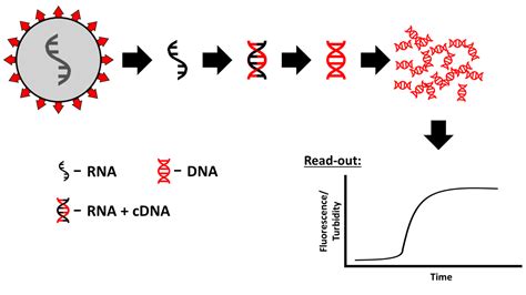 Lamp PCR に対する画像結果