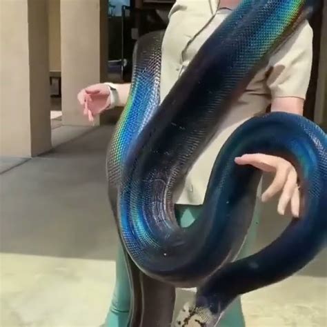 Most Beautiful Python に対する画像結果